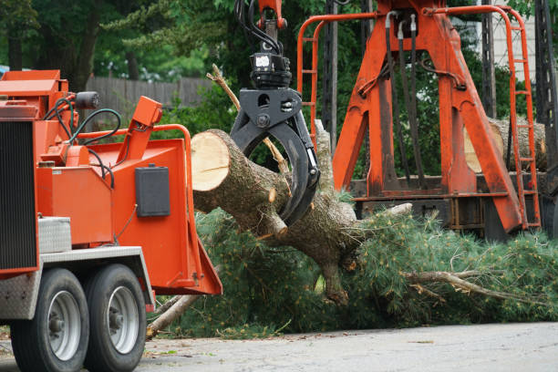 Best Tree Risk Assessment  in Yankton, SD